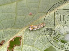 Алланкастрия кавказская (зеринтия кавказская) 002